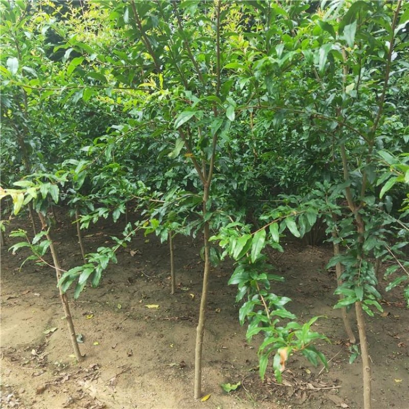 石榴苗，泰山红石榴苗，青藤农业石榴苗质优价廉