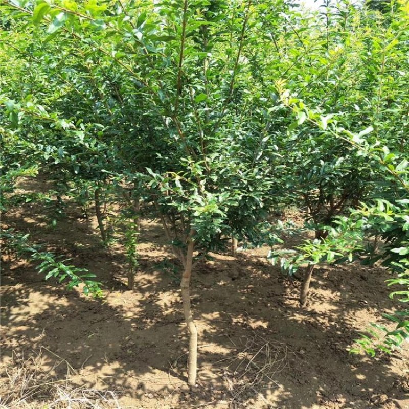 石榴苗，泰山红石榴苗，青藤农业石榴苗质优价廉