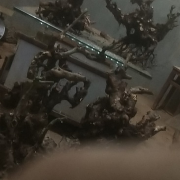 映山红盆景素材