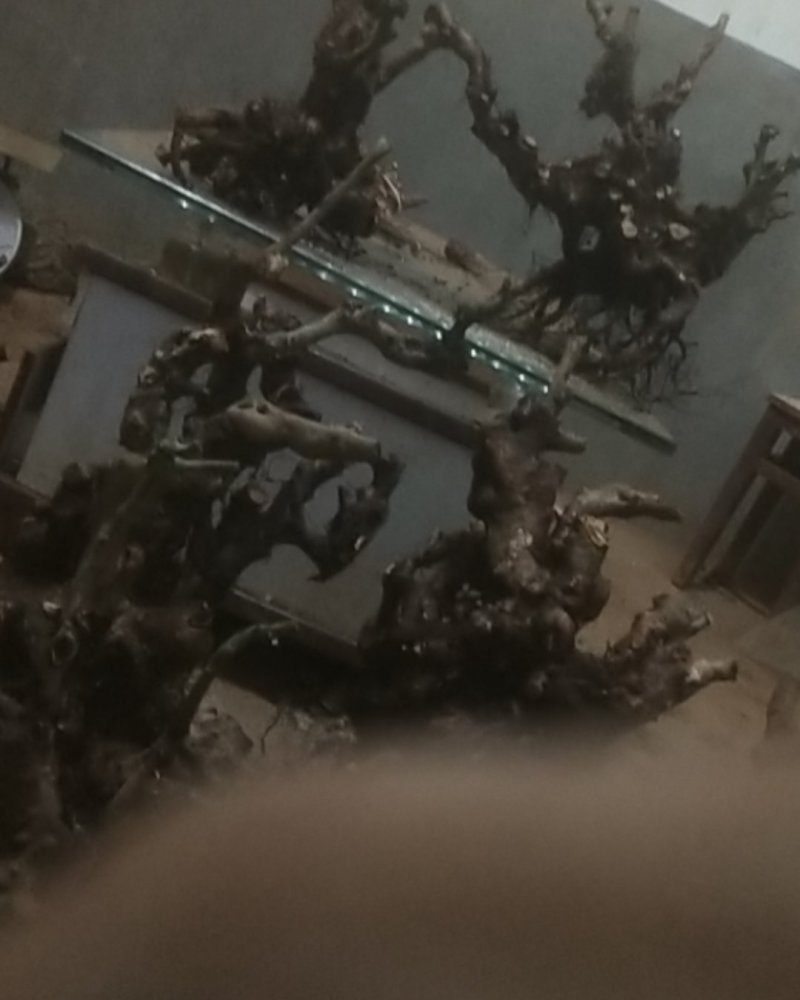 映山红盆景素材