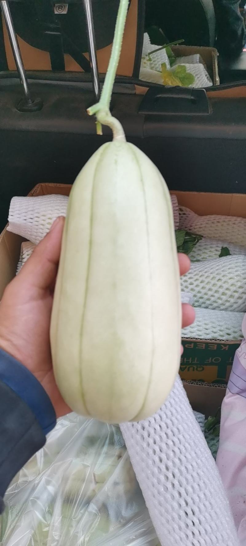 大荔特产高石脆瓜