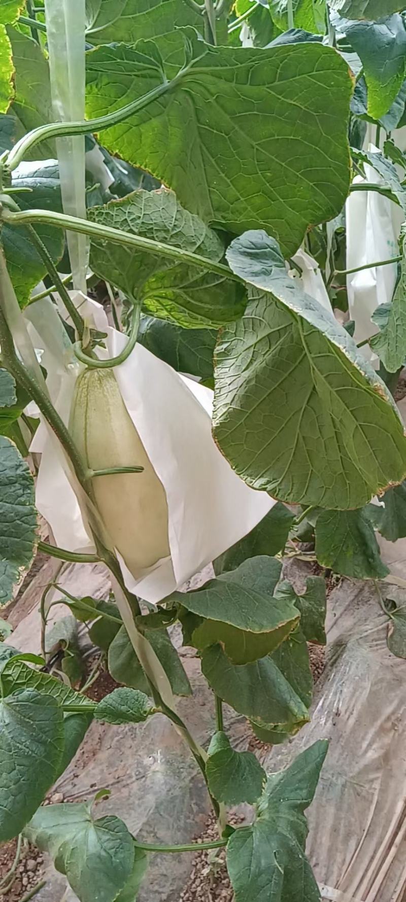 大荔特产高石脆瓜