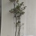 吊钟花