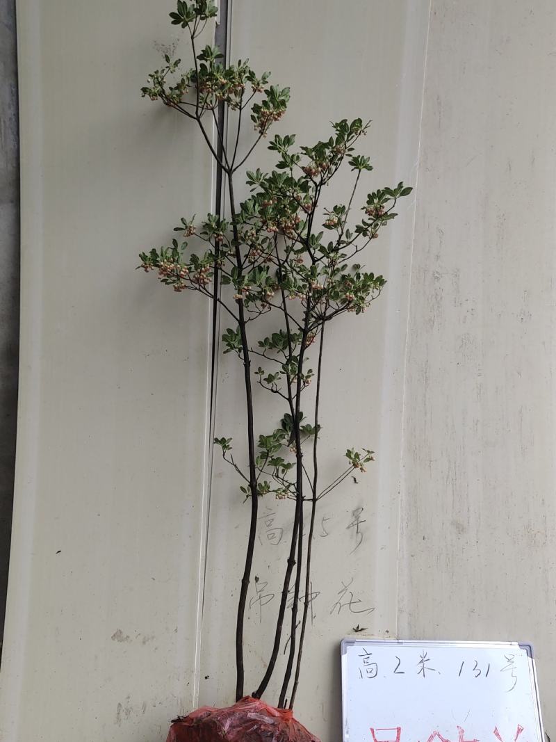 吊钟花