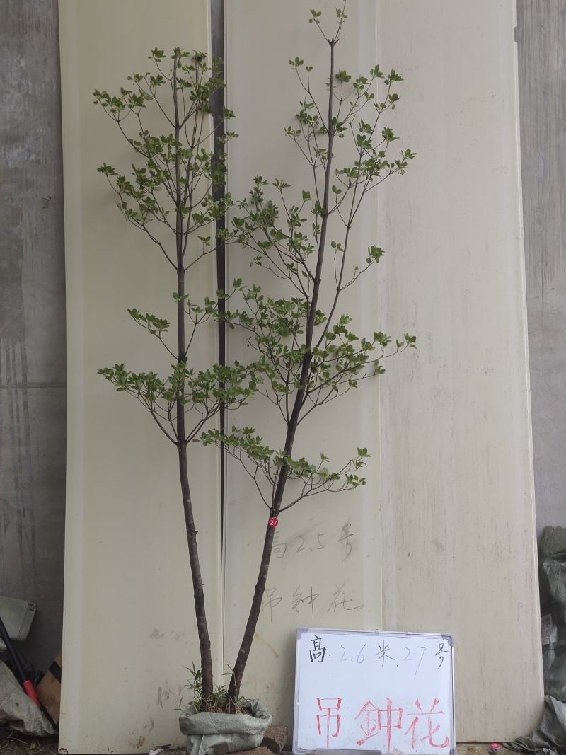 吊钟花