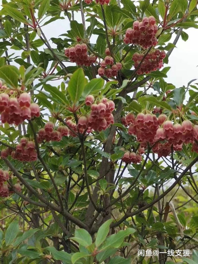 吊钟花