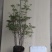 吊钟花
