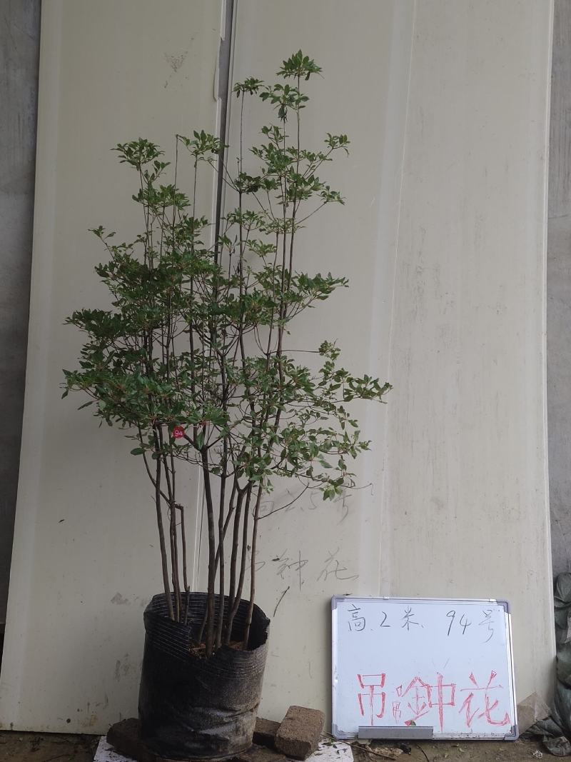 吊钟花