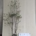 吊钟花