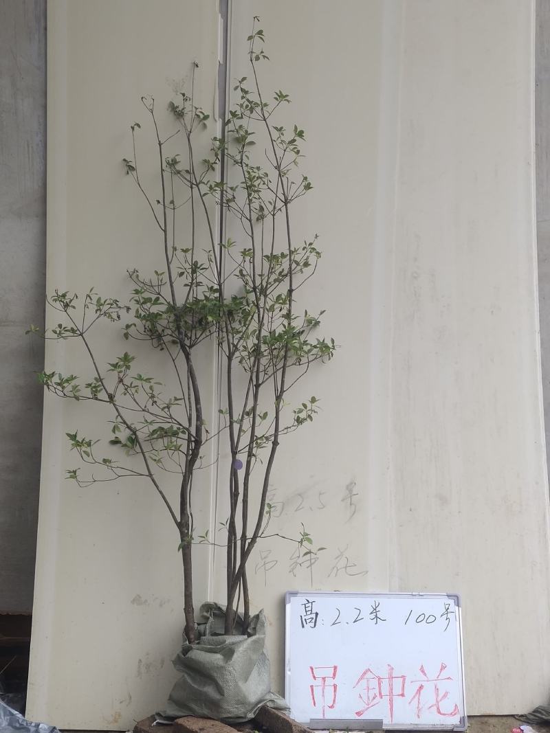 吊钟花