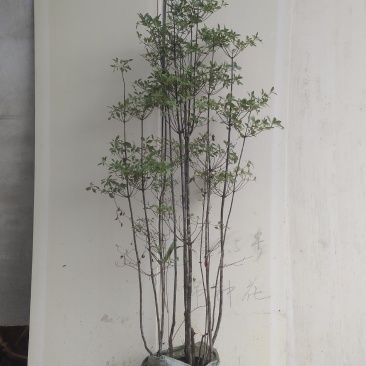吊钟花