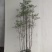 吊钟花