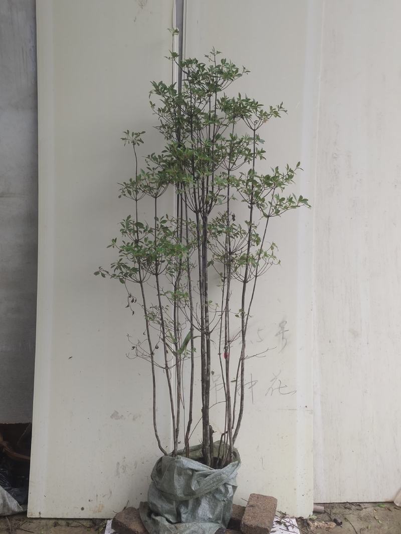 吊钟花