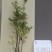 吊钟花