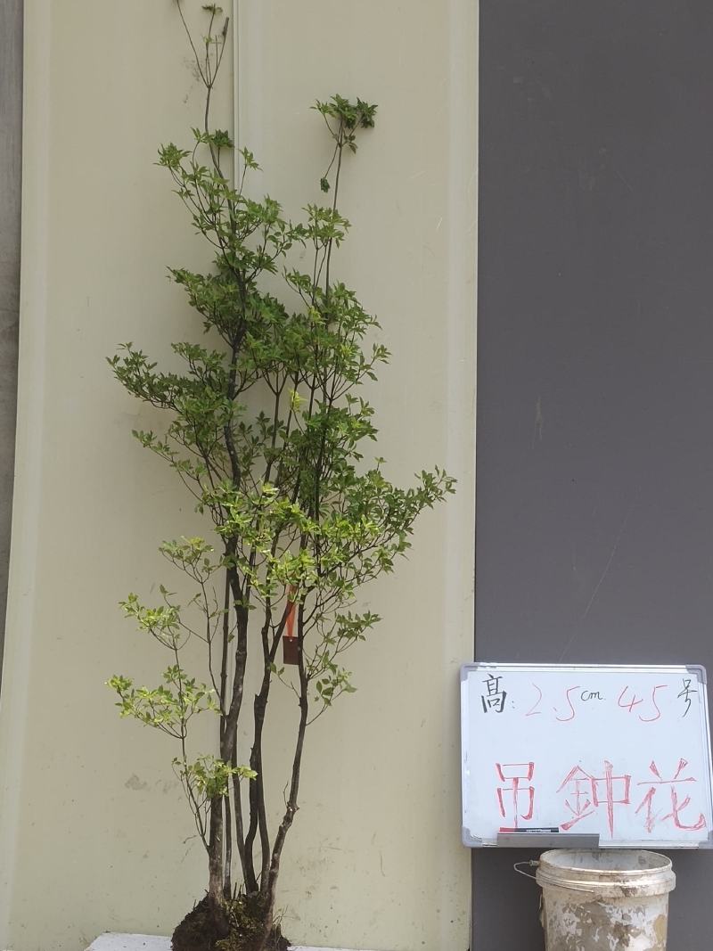 吊钟花