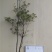 吊钟花