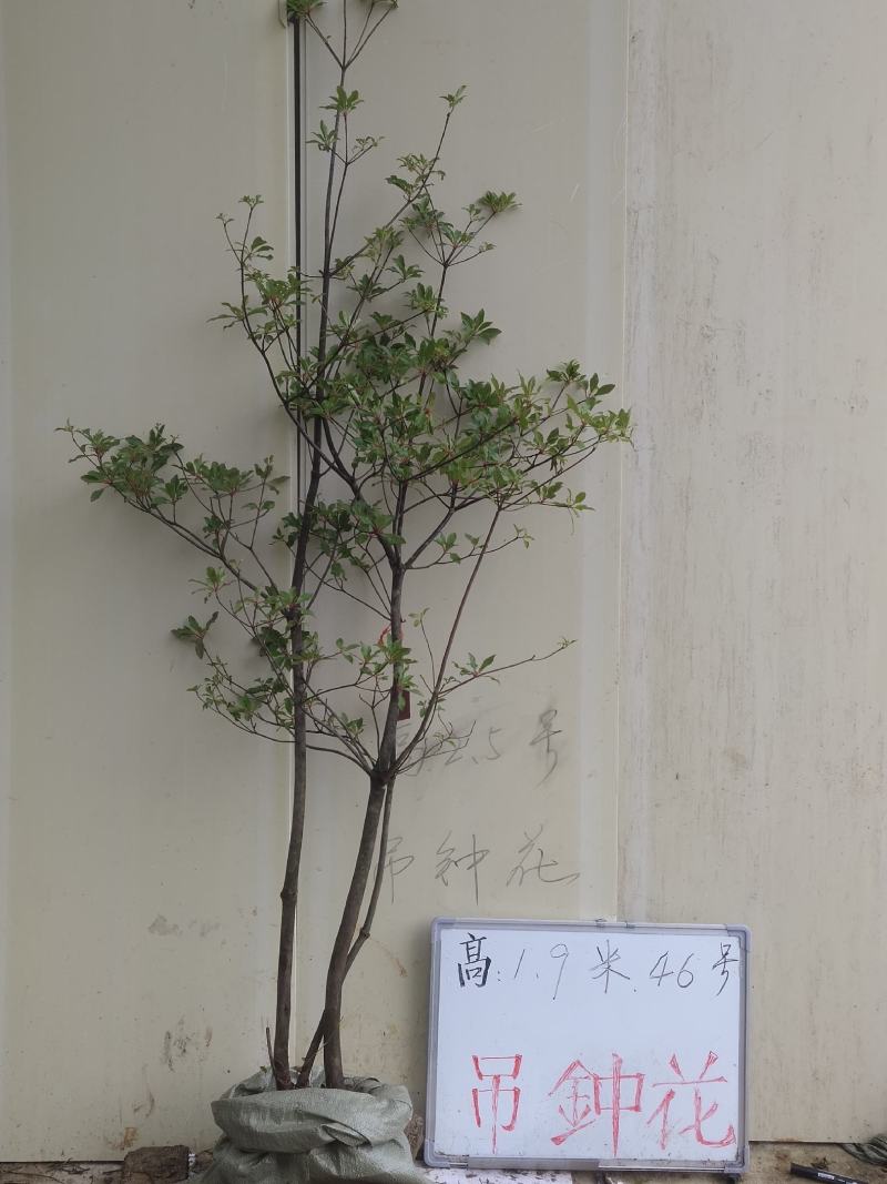 吊钟花