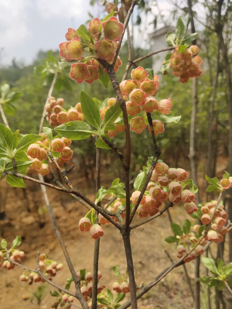 吊钟花