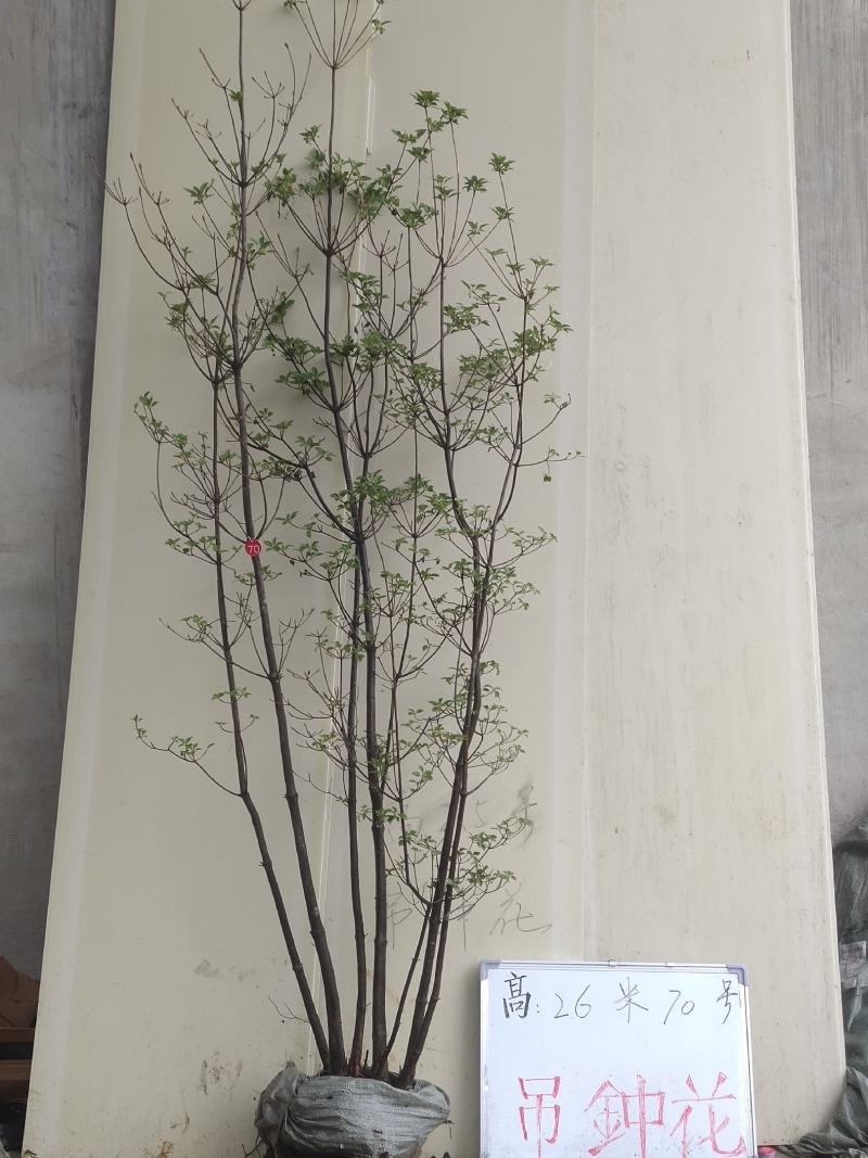 吊钟花