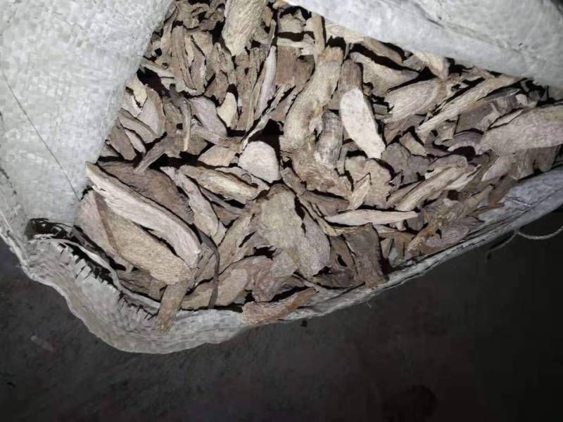 喜马拉雅紫茉莉