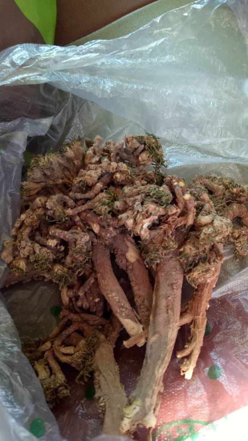 高山辣根菜