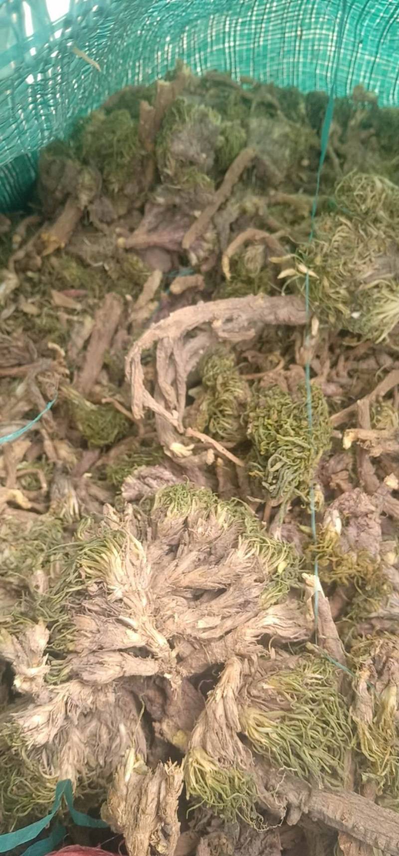 高山辣根菜