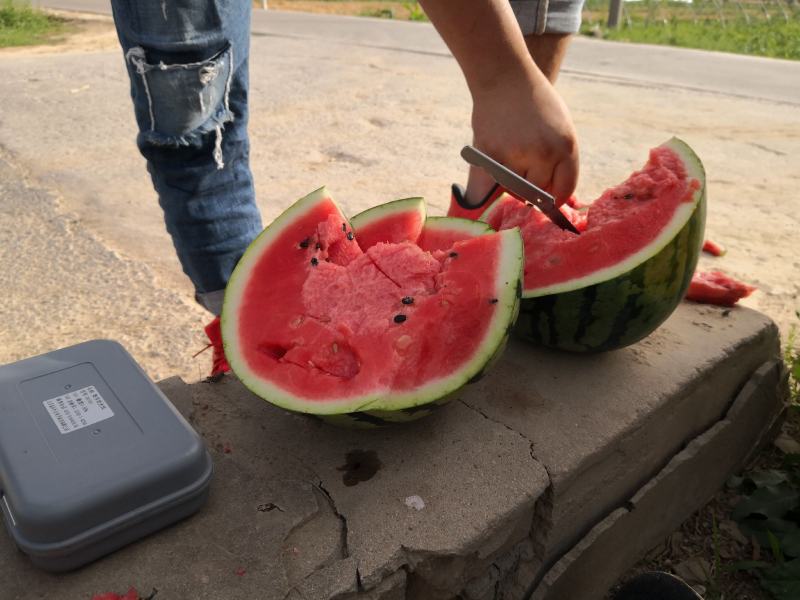 陕西吊篮西瓜甜王金城五黑皮无籽西瓜石头瓜大量供应