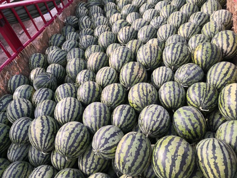 陕西吊篮西瓜甜王金城五黑皮无籽西瓜石头瓜大量供应