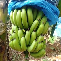 雷州半岛香蕉(不带黑油)