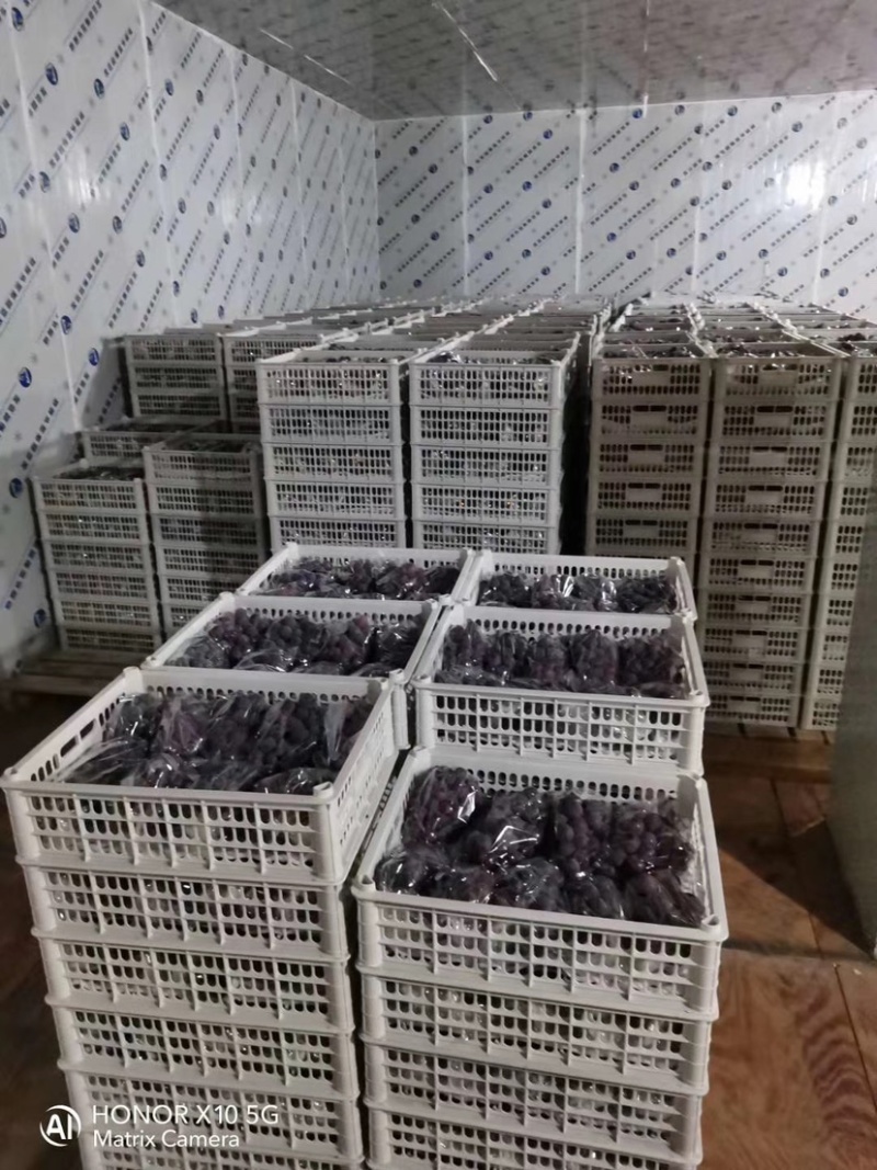福安巨峰葡萄生产示范基地市场供应链电商微商采购