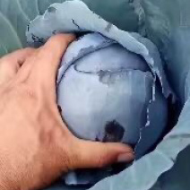 河北邯郸精品紫甘蓝，现货发售，可供美团电商加工厂
