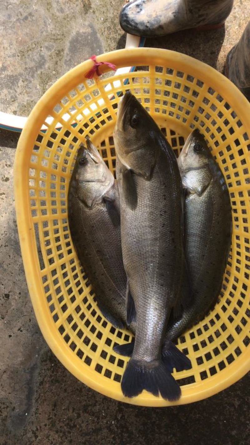 活鱼批发