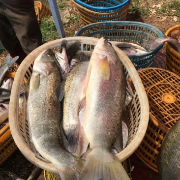 活鱼批发