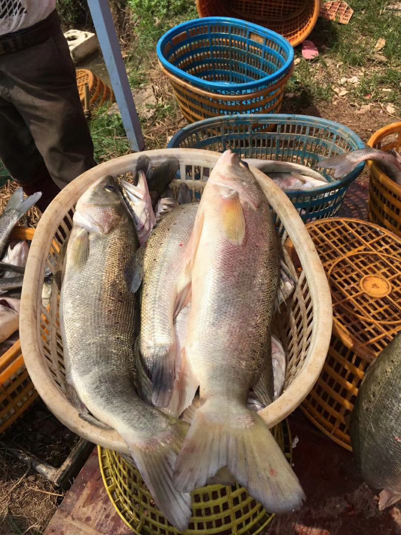 活鱼批发