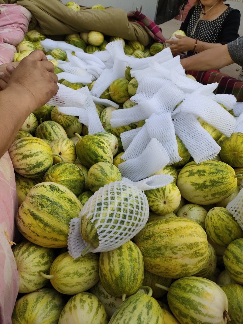 甜瓜，新姑娘，皮薄肉甘甜，色泽度好，耐放运输，品质保证