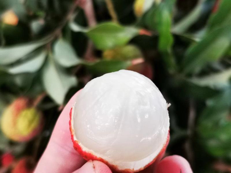 高州白糖罂荔枝产地直销现摘现发（整车发货）
