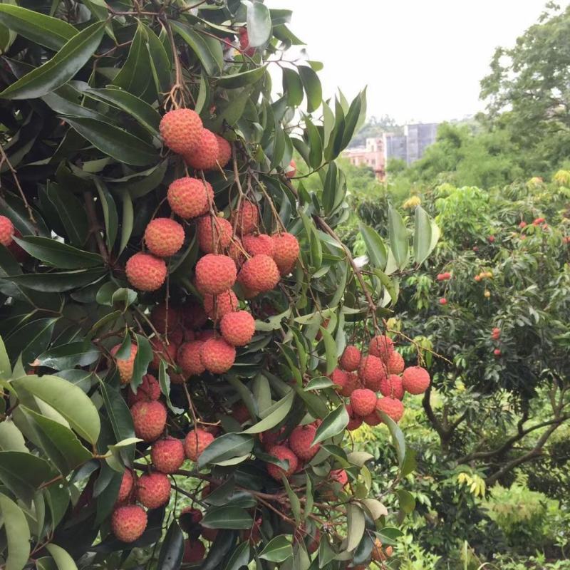 高州白糖罂荔枝产地直销现摘现发（整车发货）