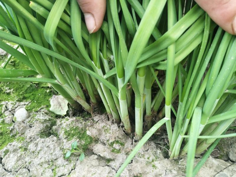 大叶韭菜，精品韭菜，陆续上市