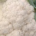 诚信经营有机花大量上市