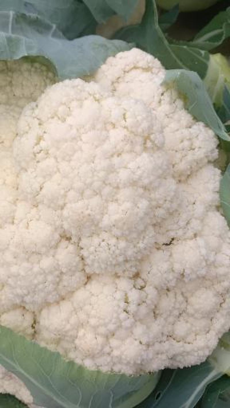 诚信经营有机花大量上市