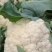 诚信经营有机花大量上市