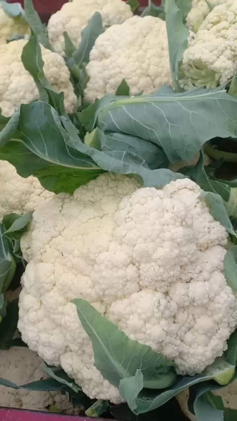 诚信经营有机花大量上市