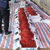 陆地大樱桃