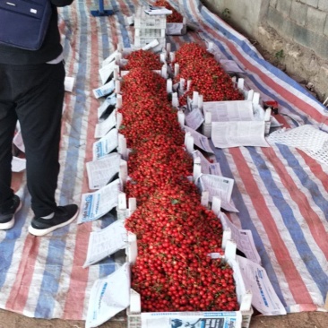 陆地大樱桃