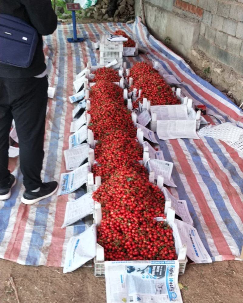 陆地大樱桃