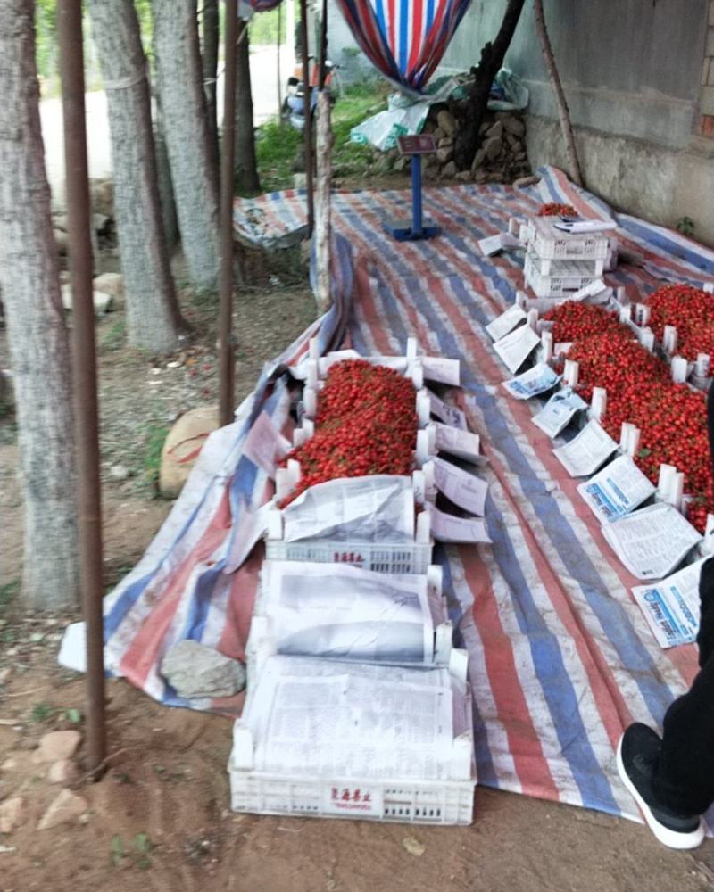 陆地大樱桃
