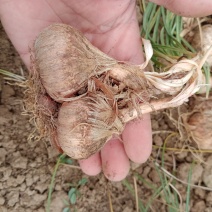 藏红花种球，自家种植，优质种球，包发芽，成活率高