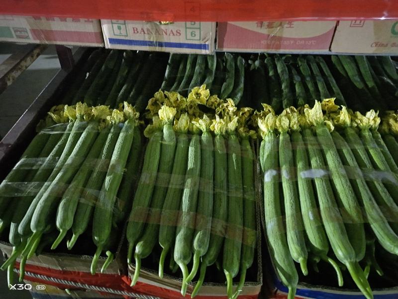 江苏省连云港市东海县鲜花绿皮短丝瓜