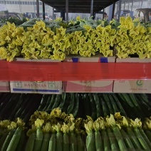 江苏省连云港市东海县鲜花绿皮短丝瓜