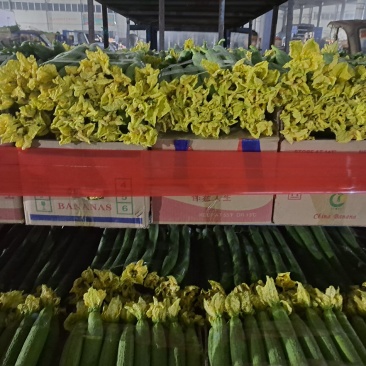 江苏省连云港市东海县鲜花绿皮短丝瓜